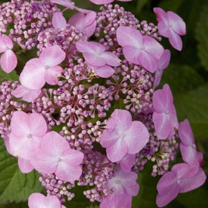 Endless Summer Twist-n-Shout Hydrangea