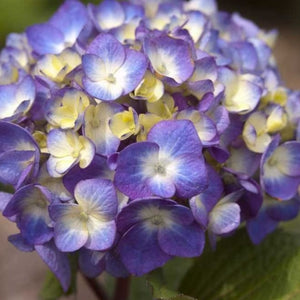 Bloomstruck Hydrangea