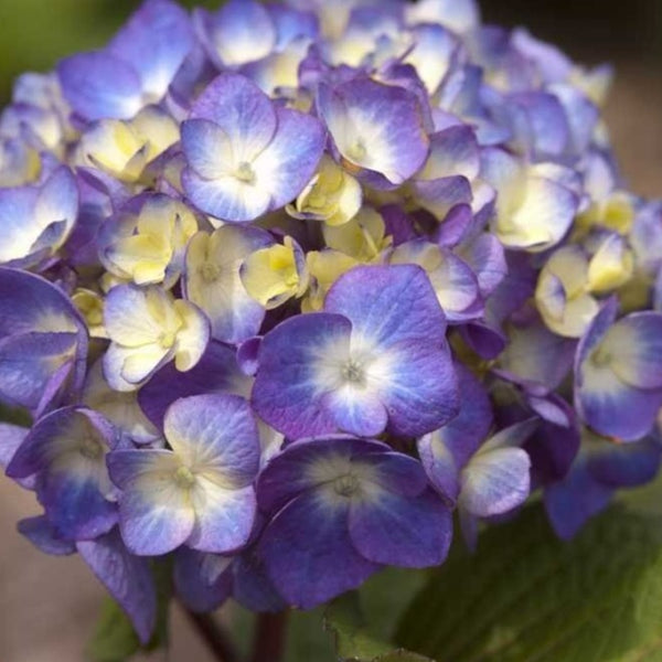 Endless Summer® BloomStruck® Big Leaf Hydrangea