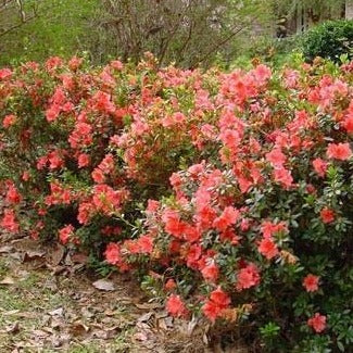 Autumn Coral Encore Azalea