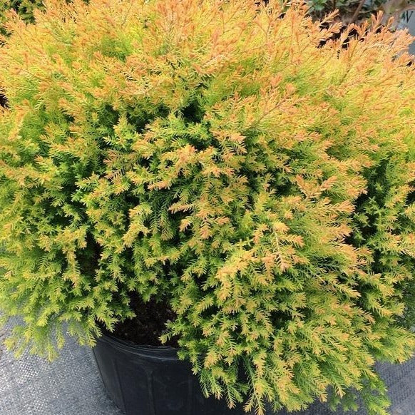 thuja fire chief - 3 Gallon