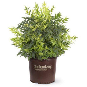 Lemon Lime Nandina
