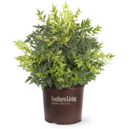 Lemon Lime Nandina