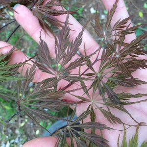 Tamukeyama Japanese Maple