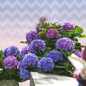 LA Dreamin Hydrangea