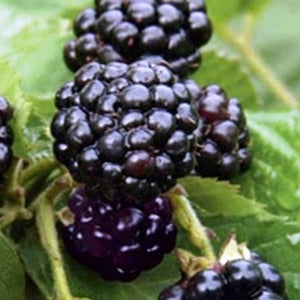 Natchez Thornless Blackberry
