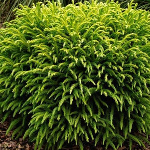 Cryptomeria Globosa Nana