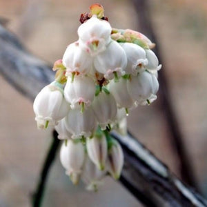 Climax Blueberry Bush