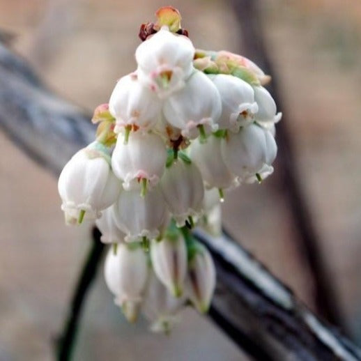 Climax Blueberry Bush