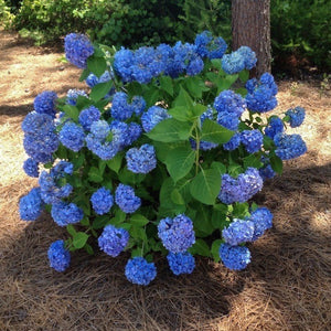 Nikko Blue Hydrangea