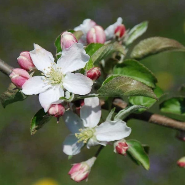 Honeycrisp Apple Tree – The Tree Folks