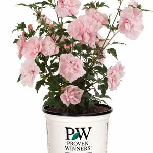 Pink Chiffon Rose Of Sharon