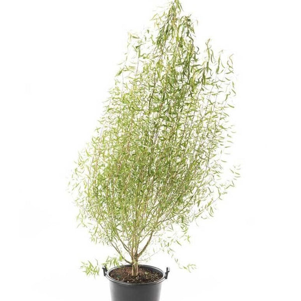 Corkscrew Willow Tree