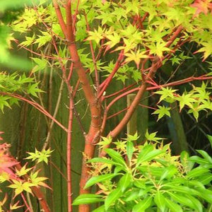 Coral Bark Japanese Maple