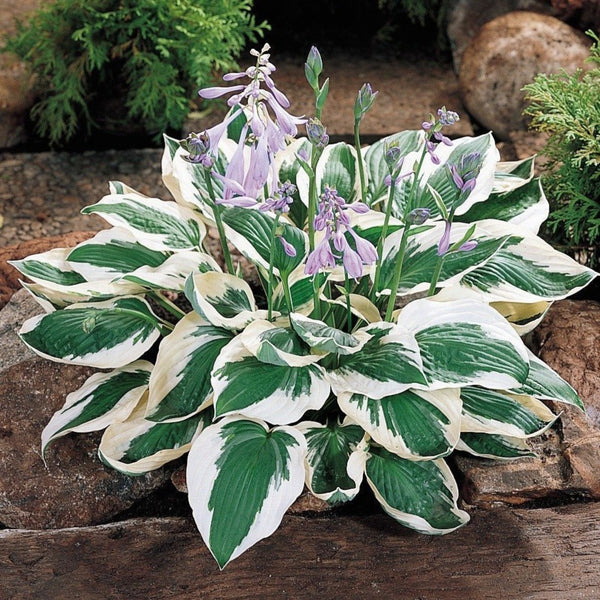 plant spacing for elephant ear hosta Patriot Hosta | Beautiful Shade Loving Hosta