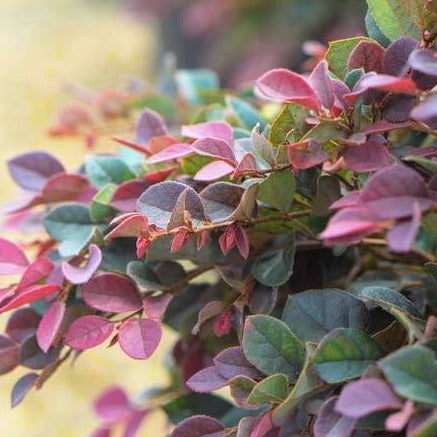 Daruma Dwarf Loropetalum