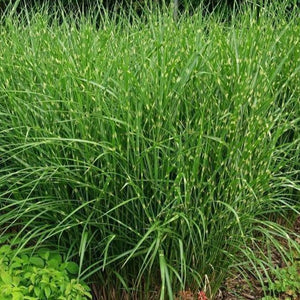 Porcupine Miscanthus Maiden Grass
