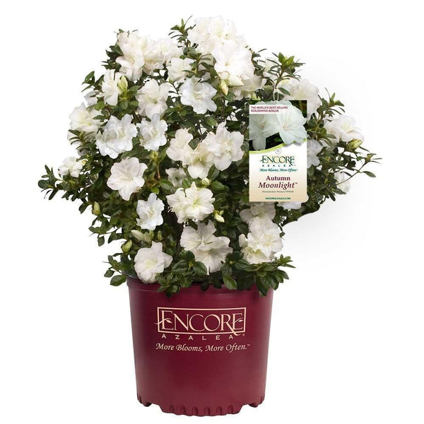 Autumn Moonlight® Encore® Azalea - PlantingTree