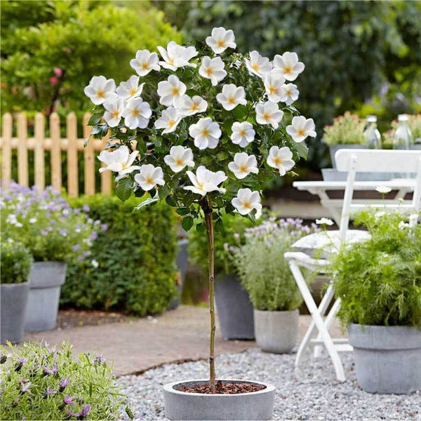 White Knock Out® Rose Tree - 4-5 Feet - PlantingTree