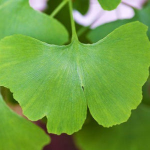 Ginkgo Tree