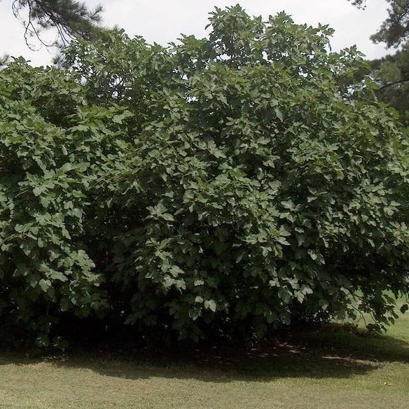 Celeste Fig Tree - PlantingTree