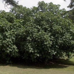 Celeste Fig Tree