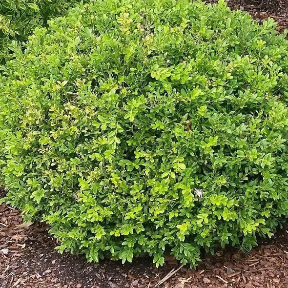 Baby Gem Boxwood