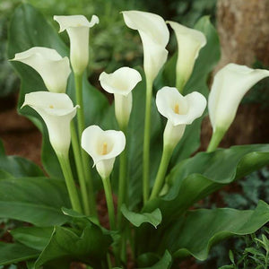 White Calla Lily