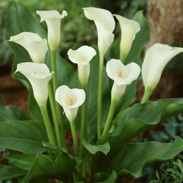 White Calla Lily