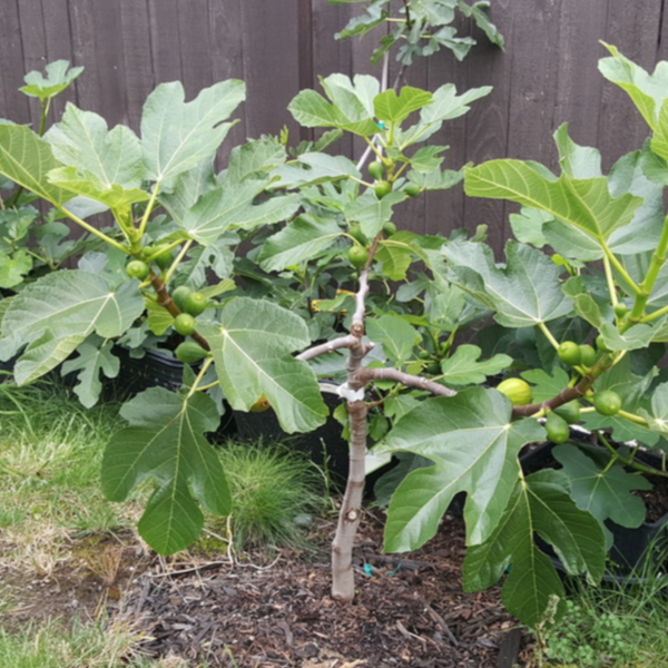 Little Miss Figgy Fig Tree - PlantingTree