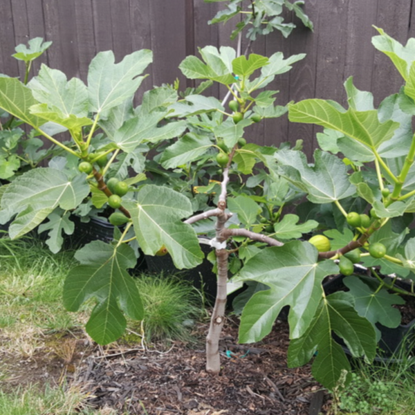 Little Miss Figgy Fig Tree