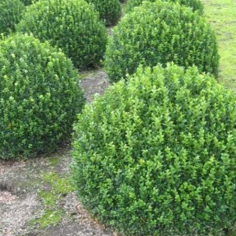 Compact Japanese Holly