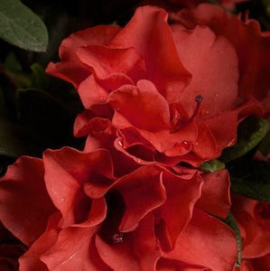 Autumn Embers Encore Azalea