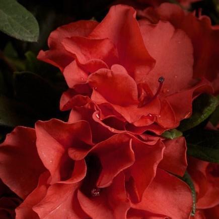 Autumn Embers Encore Azalea