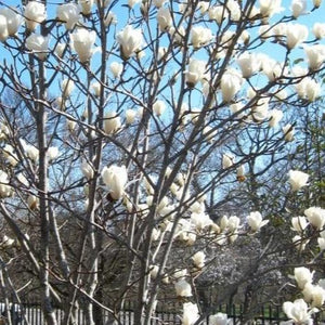 Sweetbay Magnolia