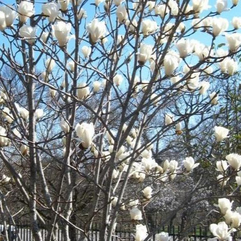 Sweetbay Magnolia