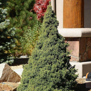 Dwarf Alberta Spruce 