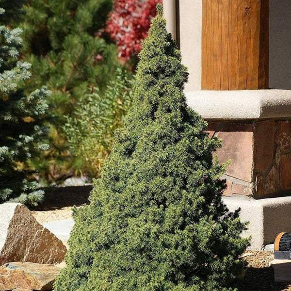 Dwarf Alberta Spruce 
