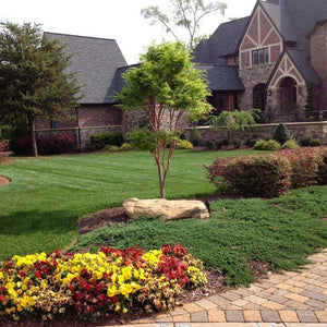 Coral Bark Japanese Maple