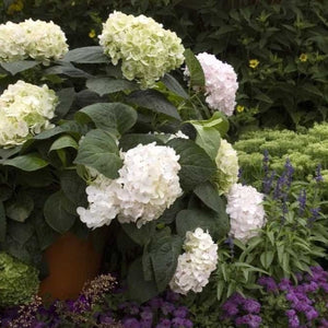 Blushing Bride Hydrangea