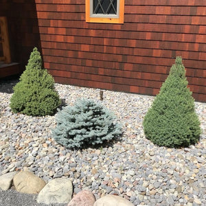 Dwarf Alberta Spruce