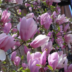 Jane Magnolia Tree