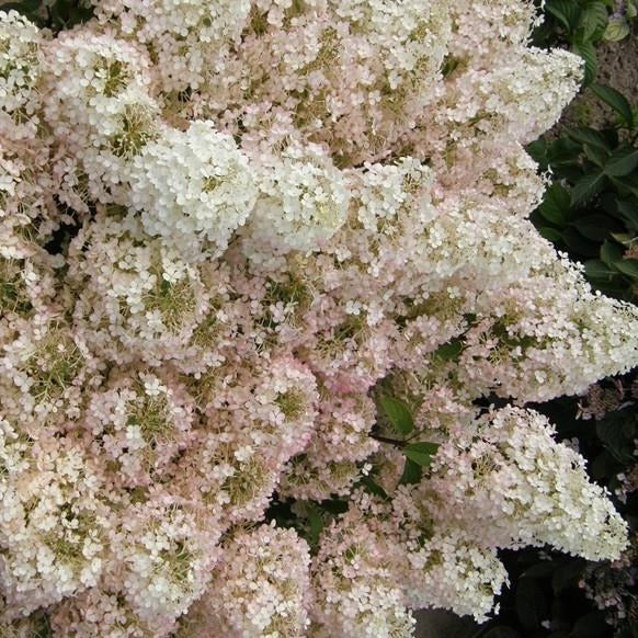 Bobo Hydrangea