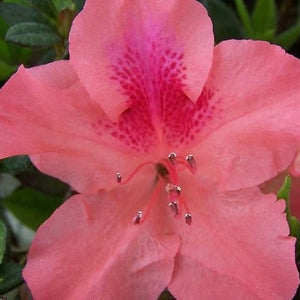 Autumn Coral Encore Azalea