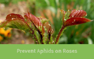 Fertilome Rose and Flower Fertilizer