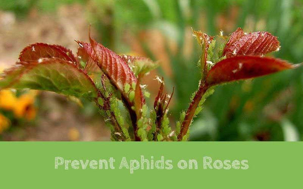 Fertilome Rose and Flower Fertilizer