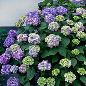 Bloomstruck Hydrangea