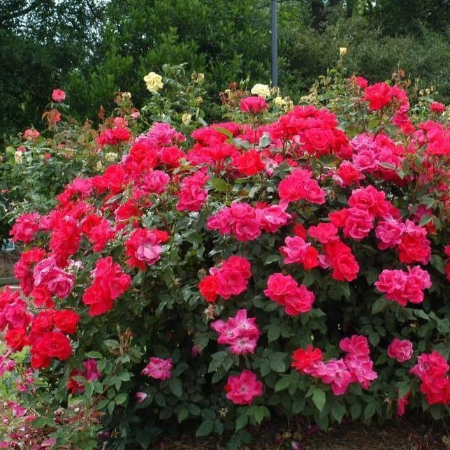 Dbl Knockout Red Roses Double Knockout Roses The Most Popular Rose The Tree Center