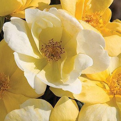 Sunny Knockout Rose