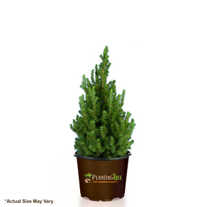 Dwarf Alberta Spruce